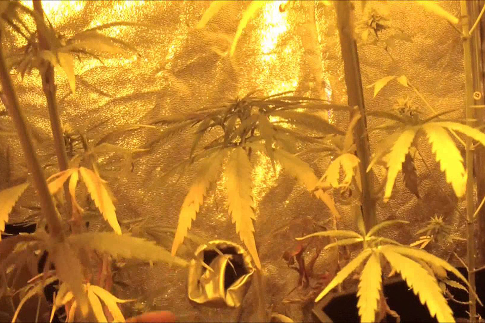 Acapulco Gold